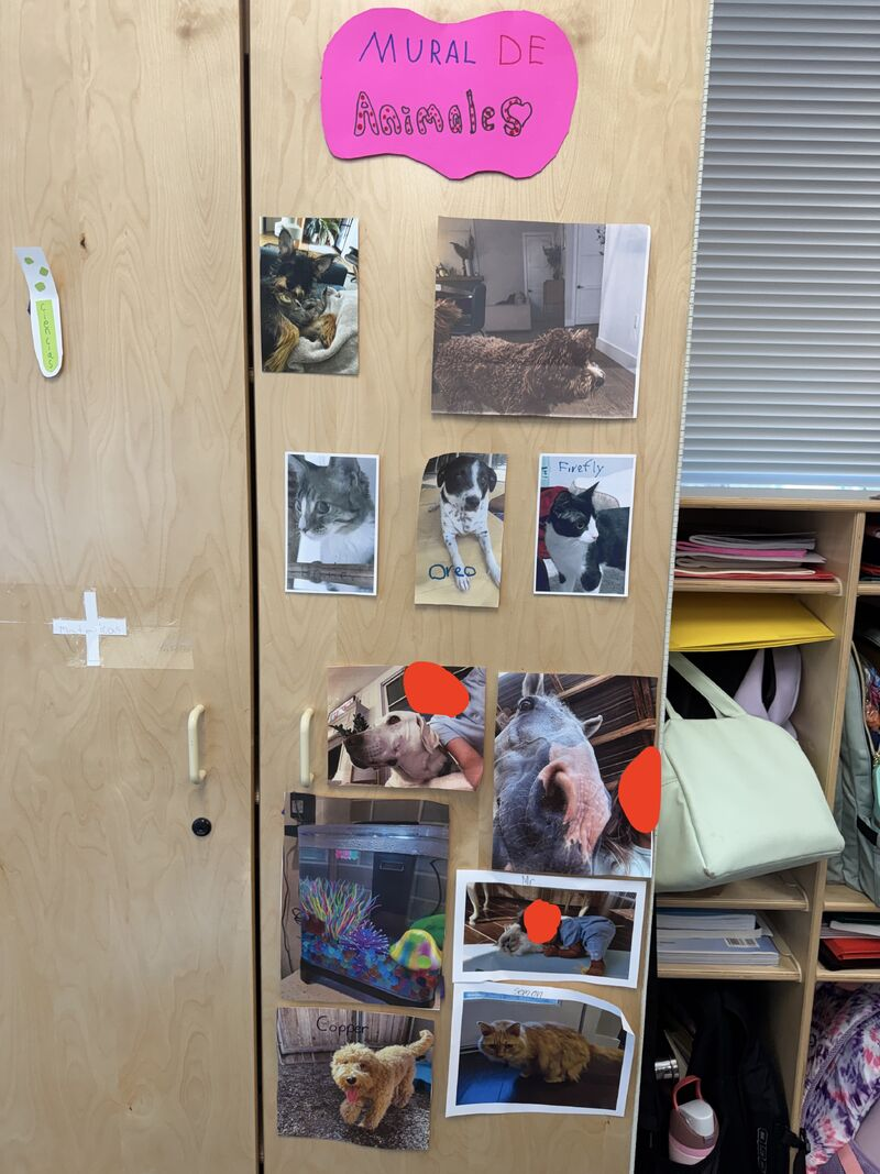 Belonging, joy and connection – A pet wall
